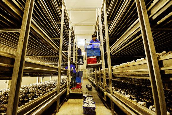 位于连云港灌南县的食用菌出口生产基地是国家级出口食品农产品质量