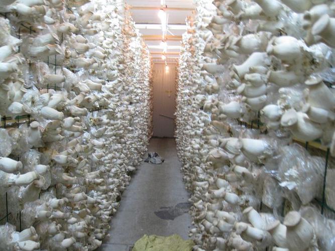 专家菇农面对面国家食用菌产业技术体系专家走进四川