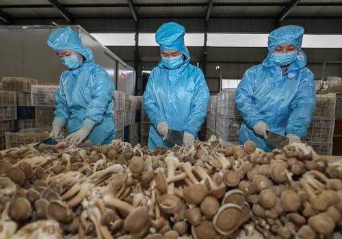 【中国的脱贫智慧】贵州玉屏:工厂化生产食用菌助农增收