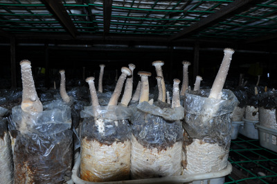 厂家直销批发 新鲜猪肚菇 天然有机食用菌 酒店餐饮可用