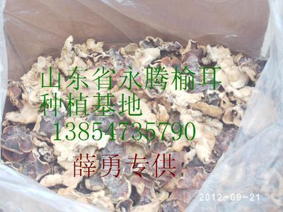 批发食用菌干货山东省著名食用菌干货榆耳_农副产品